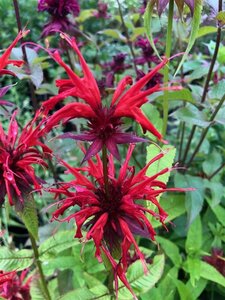 Monarda didyma geen maat specificatie 0,55L/P9cm - afbeelding 4