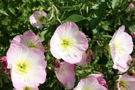 Oenothera speciosa geen maat specificatie 0,55L/P9cm