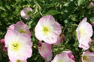 Oenothera speciosa geen maat specificatie 0,55L/P9cm