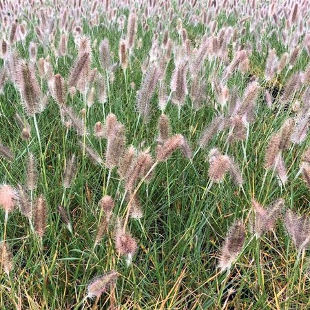 Pennisetum al. 'Cassian' geen maat specificatie 0,55L/P9cm - afbeelding 2