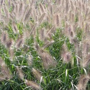 Pennisetum al. 'Cassian' geen maat specificatie 0,55L/P9cm - afbeelding 3