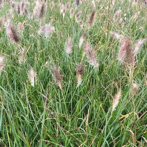 Pennisetum al. 'Cassian' geen maat specificatie 0,55L/P9cm - afbeelding 4