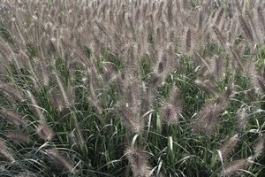 Pennisetum al. 'Cassian' geen maat specificatie 0,55L/P9cm