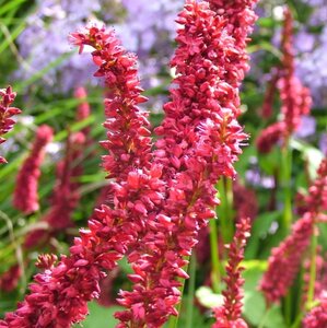 Persicaria a. 'Dikke Floskes' geen maat specificatie 0,55L/P9cm