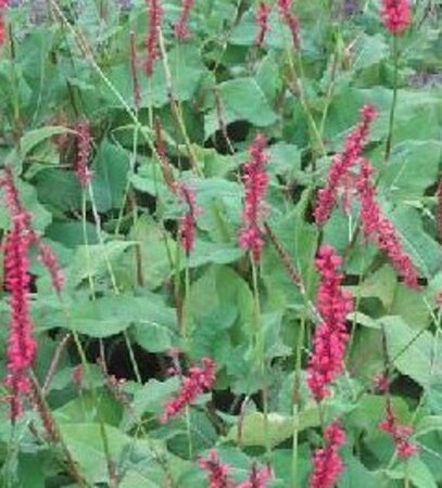 Persicaria a. 'Firedance' geen maat specificatie 0,55L/P9cm - afbeelding 1