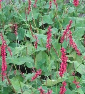 Persicaria a. 'Firedance' geen maat specificatie 0,55L/P9cm