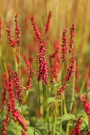Persicaria a. 'Firedance' geen maat specificatie 0,55L/P9cm - afbeelding 2