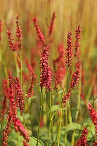 Persicaria a. 'Firedance' geen maat specificatie 0,55L/P9cm - afbeelding 2