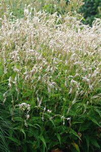 Persicaria a. 'White Eastfield' geen maat specificatie 0,55L/P9cm - afbeelding 3