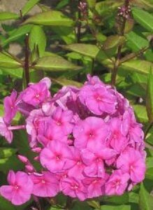 Phlox amplifolia 'Winnetou' geen maat specificatie 0,55L/P9cm