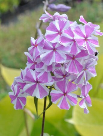 Phlox (M) 'Natascha' geen maat specificatie 0,55L/P9cm - afbeelding 2