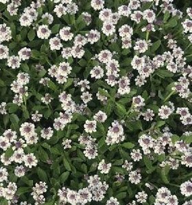 Phyla nodiflora geen maat specificatie 0,55L/P9cm