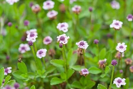 Phyla nodiflora geen maat specificatie 0,55L/P9cm - afbeelding 2