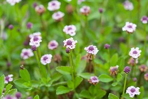 Phyla nodiflora geen maat specificatie 0,55L/P9cm