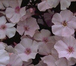 Phlox (P) 'Rosa Pastell' geen maat specificatie 0,55L/P9cm