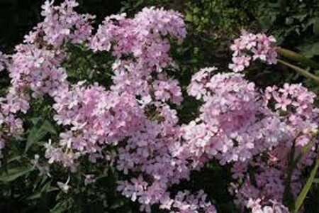 Phlox (P) 'Rosa Pastell' geen maat specificatie 0,55L/P9cm - afbeelding 2