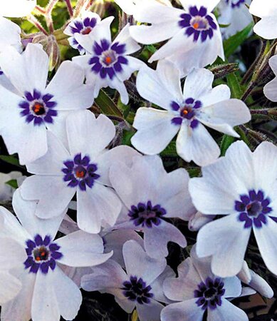 Phlox subulata 'Bavaria' geen maat specificatie 0,55L/P9cm