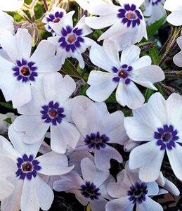 Phlox subulata 'Bavaria' geen maat specificatie 0,55L/P9cm