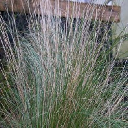 Poa labillardierei geen maat specificatie 0,55L/P9cm - afbeelding 5