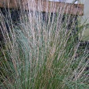 Poa labillardierei geen maat specificatie 0,55L/P9cm - afbeelding 5