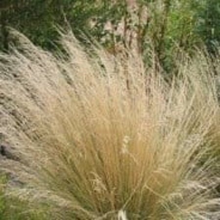 Poa labillardierei geen maat specificatie 0,55L/P9cm - afbeelding 6