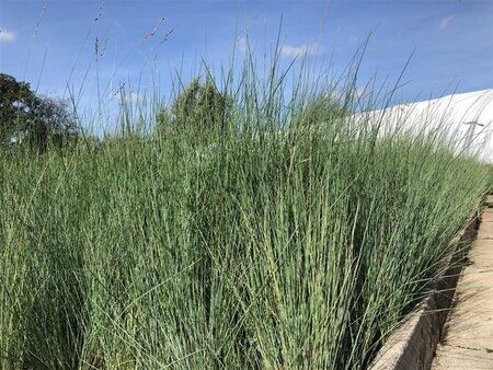 Poa labillardierei geen maat specificatie 0,55L/P9cm - image 1