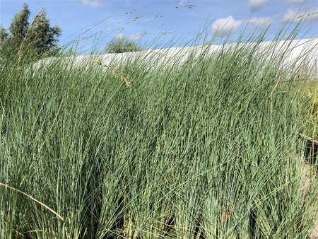 Poa labillardierei geen maat specificatie 0,55L/P9cm - image 3