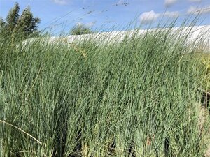 Poa labillardierei geen maat specificatie 0,55L/P9cm - image 3