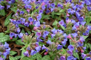Pulmonaria 'Trevi Fountain' geen maat specificatie 0,55L/P9cm