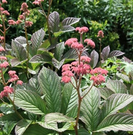 Rodgersia pinnata 'Superba' geen maat specificatie 0,55L/P9cm