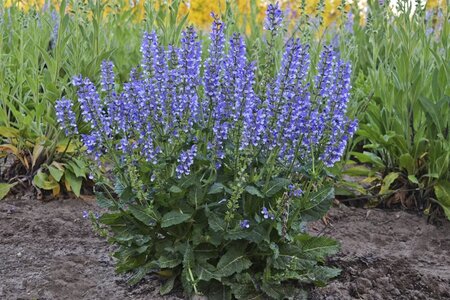 Salvia 'Azure Snow' geen maat specificatie 0,55L/P9cm - afbeelding 2