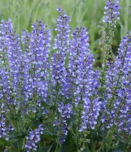 Salvia 'Azure Snow' geen maat specificatie 0,55L/P9cm - afbeelding 3