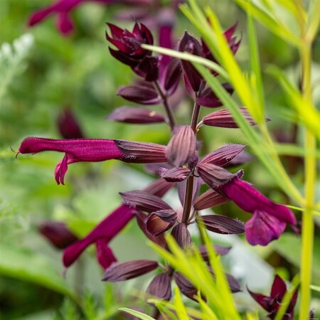 Salvia Love and Wishes geen maat specificatie 0,55L/P9cm - afbeelding 1