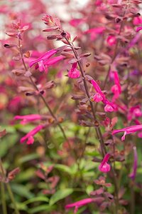 Salvia Love and Wishes geen maat specificatie 0,55L/P9cm - afbeelding 2
