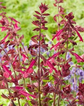 Salvia Love and Wishes geen maat specificatie 0,55L/P9cm - afbeelding 3