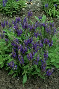Salvia nemerosa 'Marcus' ® geen maat specificatie 0,55L/P9cm - afbeelding 4