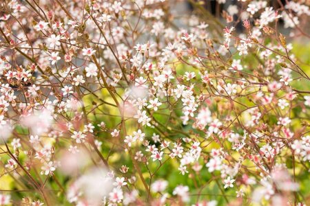 Saxifraga umbrosa 'ClarenceElliott' geen maat specificatie 0,55L/P9cm