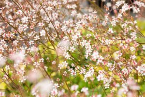 Saxifraga umbrosa 'ClarenceElliott' geen maat specificatie 0,55L/P9cm