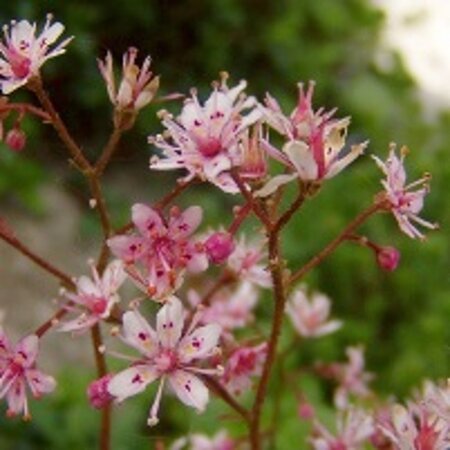 Saxifraga umbrosa 'ClarenceElliott' geen maat specificatie 0,55L/P9cm - afbeelding 3