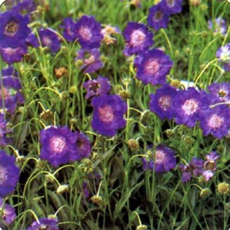 Scabiosa cauc. 'Clive Greaves' geen maat specificatie 0,55L/P9cm