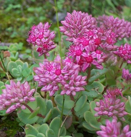 Sedum ewersii geen maat specificatie 0,55L/P9cm