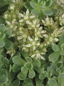 Sedum pachyclados geen maat specificatie 0,55L/P9cm - afbeelding 1