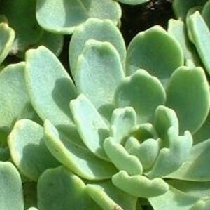 Sedum pachyclados geen maat specificatie 0,55L/P9cm