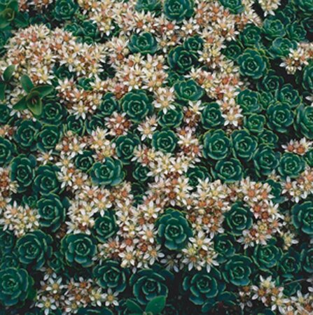 Sedum pachyclados geen maat specificatie 0,55L/P9cm - afbeelding 3