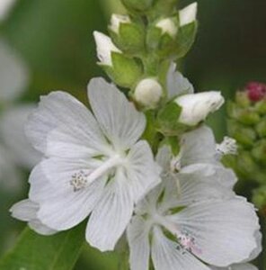 Sidalcea candida geen maat specificatie 0,55L/P9cm - afbeelding 2