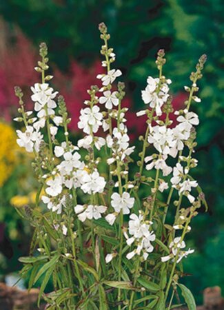 Sidalcea candida geen maat specificatie 0,55L/P9cm - afbeelding 3