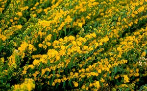 Solidago caesia geen maat specificatie 0,55L/P9cm