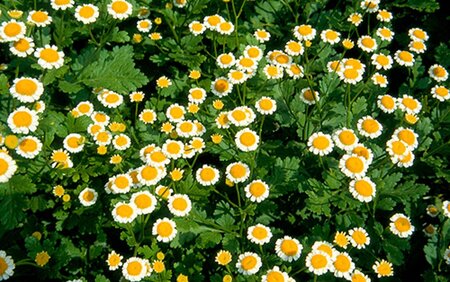 Tanacetum parthenium geen maat specificatie 0,55L/P9cm