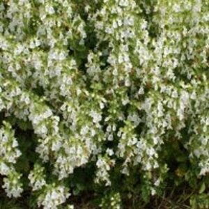 Teucrium cham. 'Album' geen maat specificatie 0,55L/P9cm - afbeelding 2
