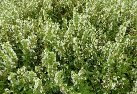 Teucrium cham. 'Album' geen maat specificatie 0,55L/P9cm - afbeelding 3